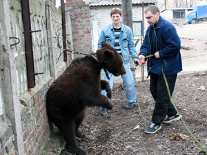 В Луганске медведь набросился на женщину средь бела дня