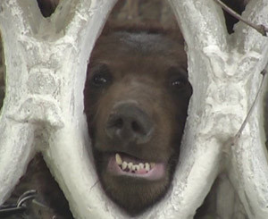 Луганчанку, на которую напал медведь, спасли от смерти конюх и фазан