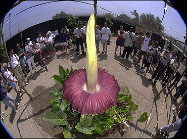 В Швейцарии впервые за 75 лет расцвел двухметровый цветок
