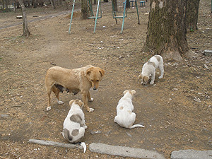 В Одессе отравили более сотни собак