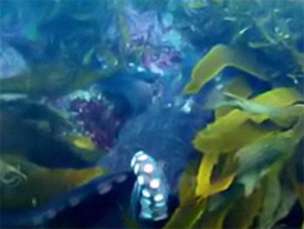 Уникальные кадры: первый фильм в истории, снятый... осьминогом