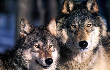 В Мариуполе из заточения сбежали два взрослых волка