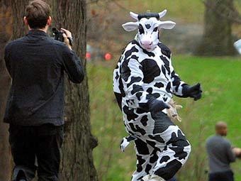 Подросток в костюме коровы украл из магазина 98 литров молока