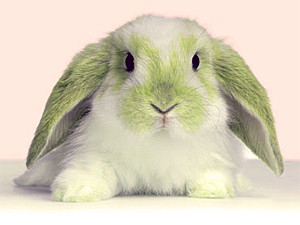 Суббота, 30 апреля, - день Зеленого Кролика. Воскресенье, 1 мая, - день Красного Дракона