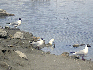 Киевляне переживают – озеро с чайками на Позняках могут засыпать?