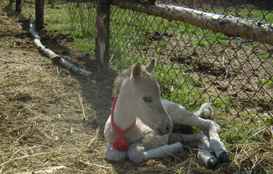 Завезенные в национальный парк тарпаны дали первое потомство