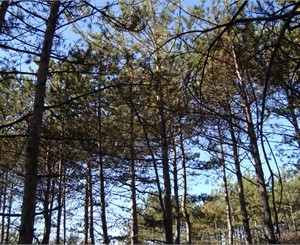 В Крыму перекрыли 200 лесных дорог, а на Ай-Петри сделают «противопожарное» озеро 