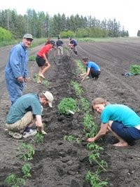 За подсолнухами присмотрит спутник