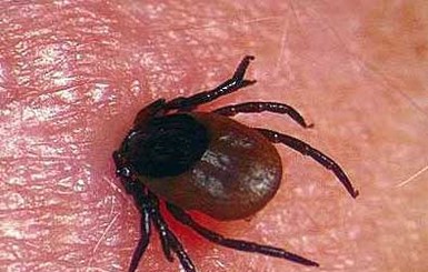Счёт жертв клещей идёт уже на сотни