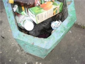 В Симферополе хоронят трупы животных в урнах