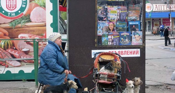 На Рабочей побирается собачья компания