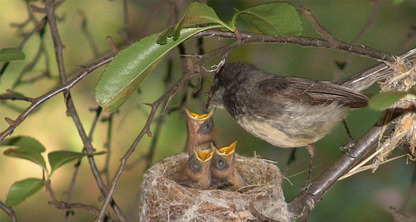 Соловьи в городских парках стали редкостью