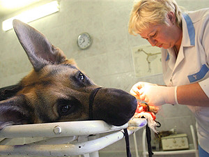 В столицу с питомцем: ветеринары делают прививки, ставят зубы и оперируют, не глядя на прописку