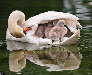 У лебедей в парке Глобы серьезное пополнение – семеро птенцов