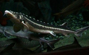 Крымский чиновник порыбачил на 48 тысяч