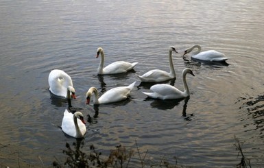 Донетчину заселяют лебеди 