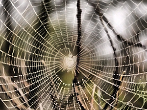 Дикая боль и громадные пятна: в Макеевке старушку укусил ядовитый паук