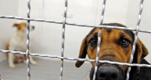 К концу года в городе появится приют для собак