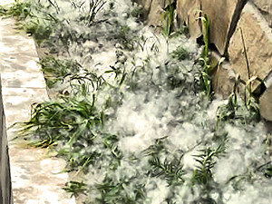 На Донбассе раньше срока началась пуховая эпидемия