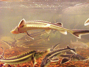 Браконьеры охотятся на краснокнижную рыбу