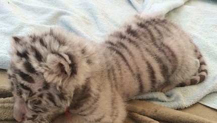 В Одессе ветеринар усыновил бенгальского-тигренка отказника