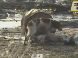 Осиротевшая собака на руинах охраняет своего раненого собрата
