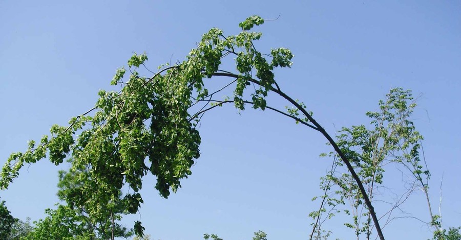 Высаженные деревца накреняются и могут погибнуть