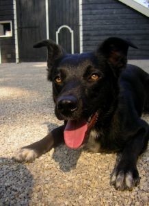  Директору симферопольской школы собака разорвала руку