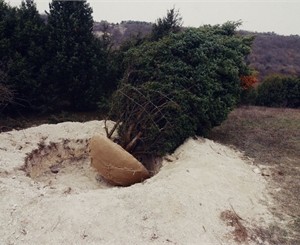 В Крыму воруют можжевельник для альпийских садиков