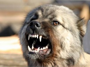 Власти Херсона запретят собакам лаять по ночам