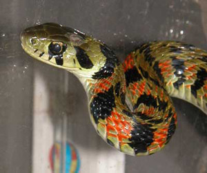 Жительницу Евпатории напугала метровая змея