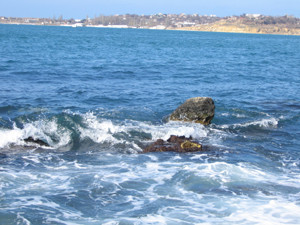 Севастопольцам покажут мир природы глазами ученых