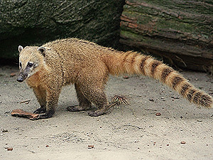 В Днепропетровском храме родились детеныши южноамериканского енота