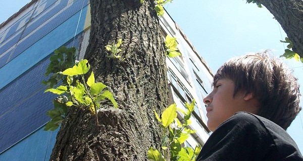 Из-за тополиного пуха в больницы ежедневно обращается по 20 человек