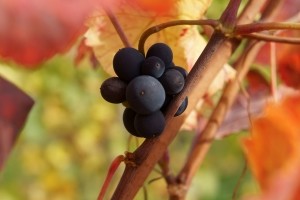 На крымском курорте поймали винного мастера