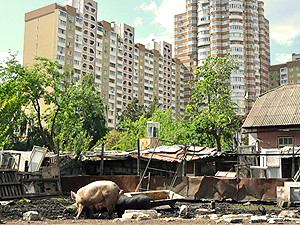 Киевские трущобы: в пяти минутах от метро и новостроек пасутся свиньи и рождаются кролики