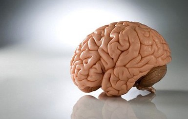 Ученые вырастили мозг в пробирке