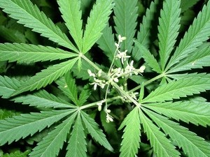 Международная комиссия по борьбе с наркоманией призывает легализировать марихуану