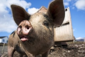 Украина запретила ввоз свинины из Центрального округа России