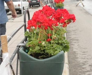 В Евпатории на привокзальной площади посадили герань и берут деньги за въезд