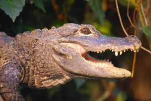 В Севастополе  скоро покажут зубастых хищников