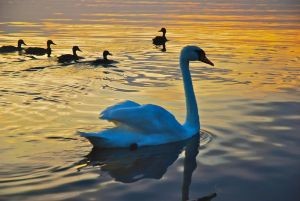 Крымский поселок облюбовала стая лебедей