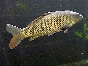 После града на улицах Симферополя поймали 10-килограммового карпа