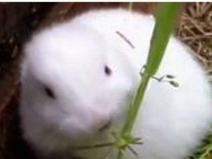 Рядом с «Фукусимой-1» родился кролик-мутант