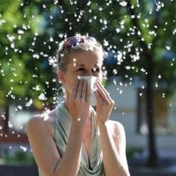 Симферополь избавляется от тополей