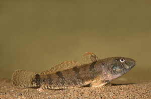 В Азовском море поймали севастопольских браконьеров