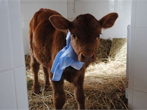 Родилась клонированная корова, которая способна давать человеческое молоко