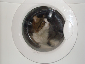 В Севастополе иностранец стащил стиральную машину 