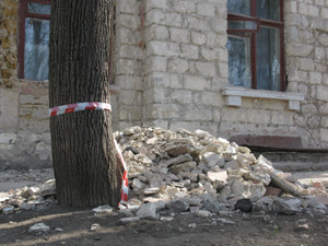 В Симферополе вырубают деревья - горожане плачут