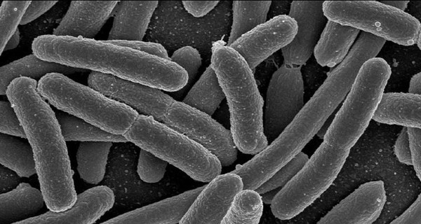 Все пляжи Николаева закрыли из-за кишечной палочки